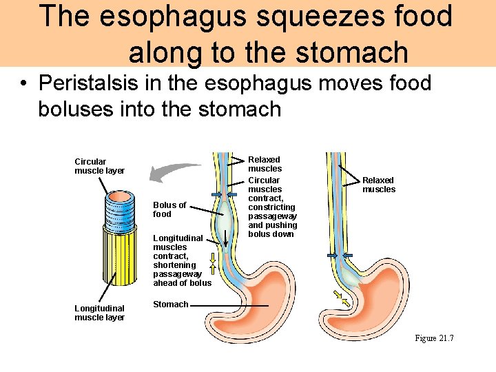 The esophagus squeezes food along to the stomach • Peristalsis in the esophagus moves