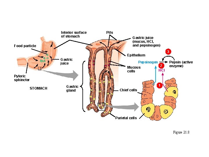 Interior surface of stomach Food particle Pits Gastric juice (mucus, HCI, and pepsinogen) 3