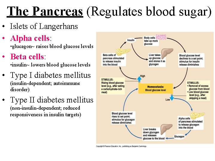 The Pancreas (Regulates blood sugar) • Islets of Langerhans • Alpha cells: • glucagon~