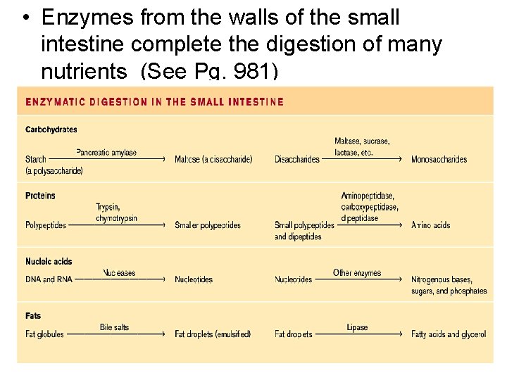  • Enzymes from the walls of the small intestine complete the digestion of