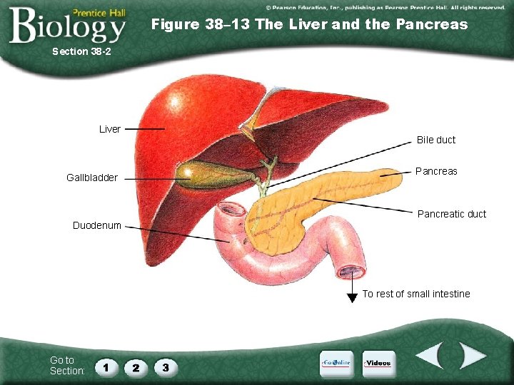 Figure 38– 13 The Liver and the Pancreas Section 38 -2 Liver Gallbladder Duodenum