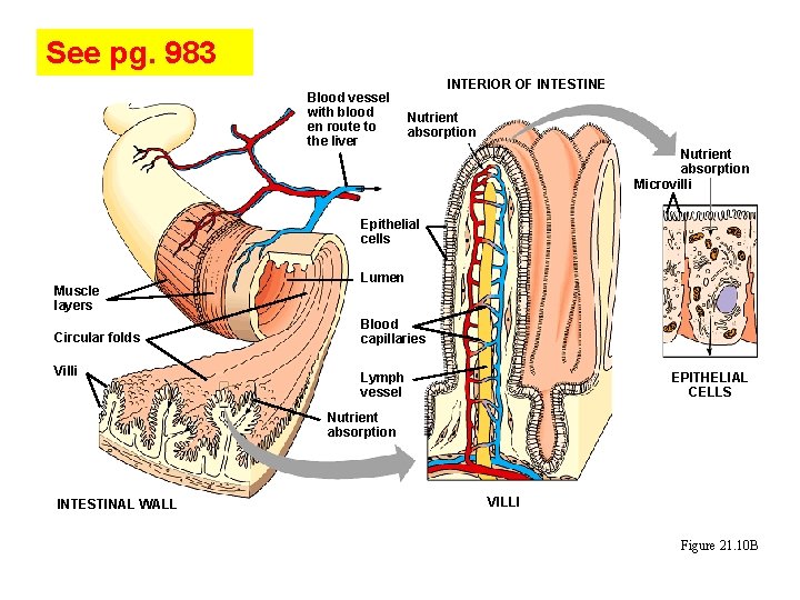 See pg. 983 Blood vessel with blood en route to the liver INTERIOR OF