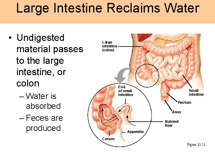 Large Intestine Reclaims Water • Undigested material passes to the large intestine, or colon