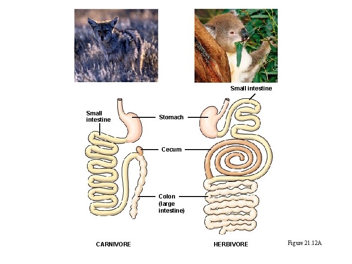 Small intestine Stomach Cecum Colon (large intestine) CARNIVORE HERBIVORE Figure 21. 12 A 
