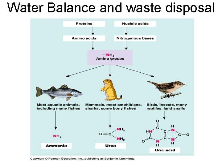 Water Balance and waste disposal 