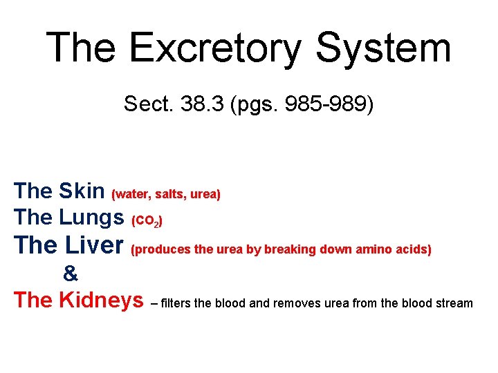 The Excretory System Sect. 38. 3 (pgs. 985 -989) The Skin (water, salts, urea)