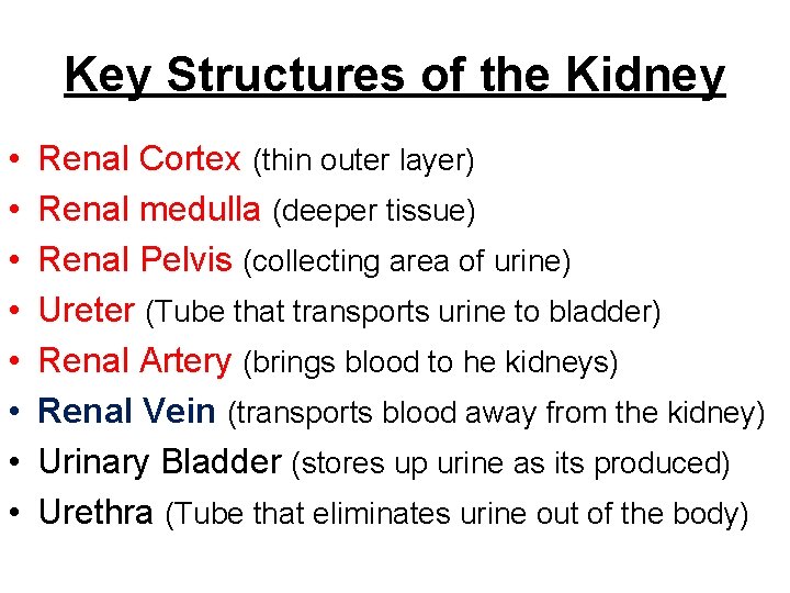 Key Structures of the Kidney • • Renal Cortex (thin outer layer) Renal medulla
