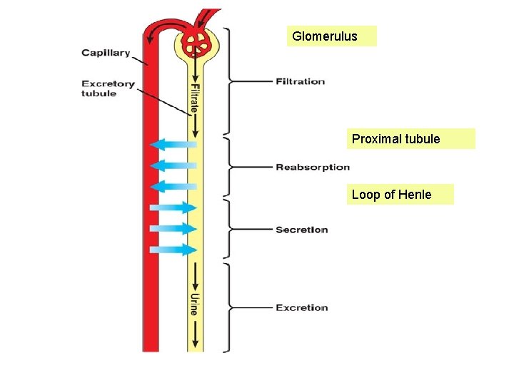 Glomerulus Proximal tubule Loop of Henle 