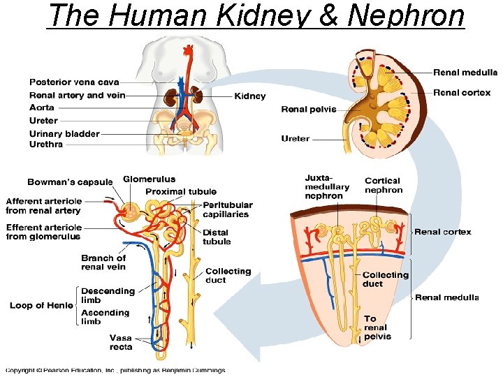 The Human Kidney & Nephron 