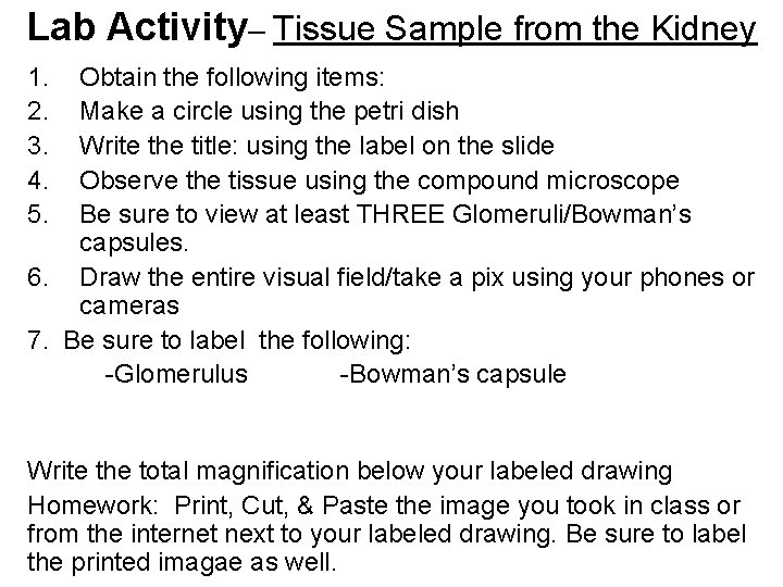 Lab Activity– Tissue Sample from the Kidney 1. 2. 3. 4. 5. Obtain the