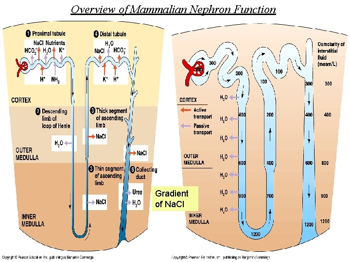 Overview of Mammalian Nephron Function Gradient of Na. Cl 