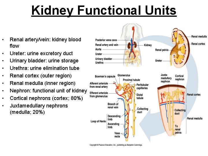 Kidney Functional Units • • • Renal artery/vein: kidney blood flow Ureter: urine excretory