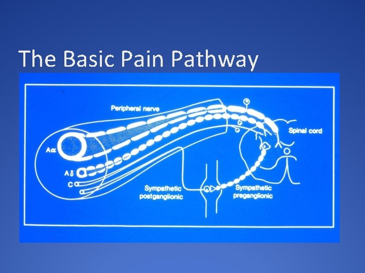 The Basic Pain Pathway 