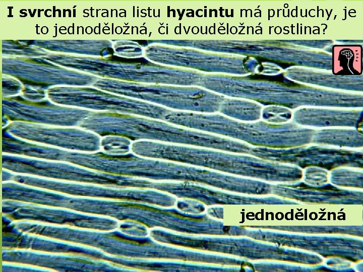 I svrchní strana listu hyacintu má průduchy, je to jednoděložná, či dvouděložná rostlina? jednoděložná