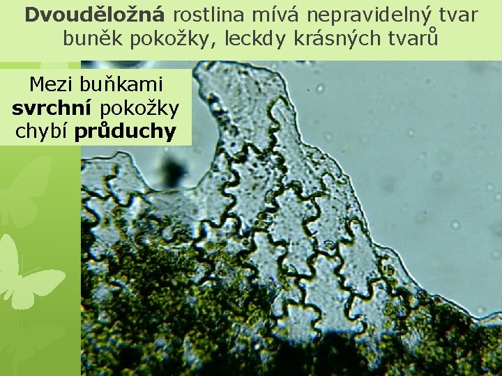 Dvouděložná rostlina mívá nepravidelný tvar buněk pokožky, leckdy krásných tvarů Mezi buňkami svrchní pokožky