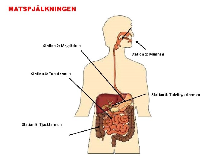 MATSPJÄLKNINGEN Station 2: Magsäcken Station 1: Munnen Station 4: Tunntarmen Station 3: Tolvfingertarmen Station