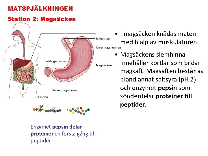 MATSPJÄLKNINGEN Station 2: Magsäcken • I magsäcken knådas maten med hjälp av muskulaturen. •