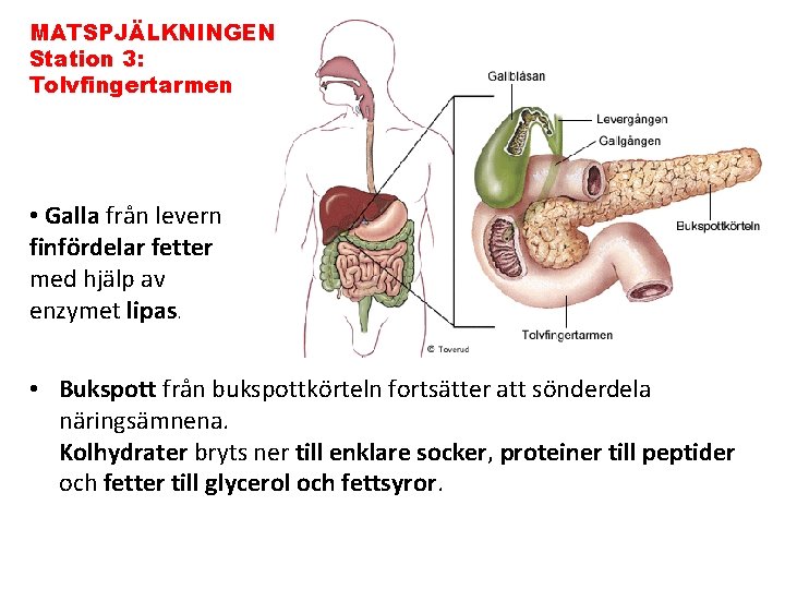 MATSPJÄLKNINGEN Station 3: Tolvfingertarmen • Galla från levern finfördelar fetter med hjälp av enzymet