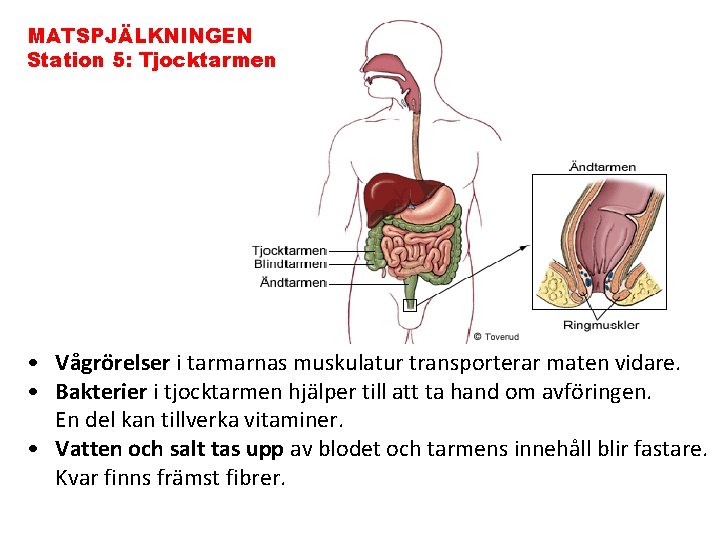 MATSPJÄLKNINGEN Station 5: Tjocktarmen • Vågrörelser i tarmarnas muskulatur transporterar maten vidare. • Bakterier