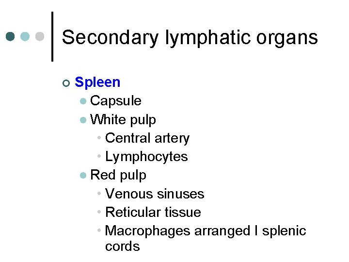 Secondary lymphatic organs ¢ Spleen l Capsule l White pulp • Central artery •