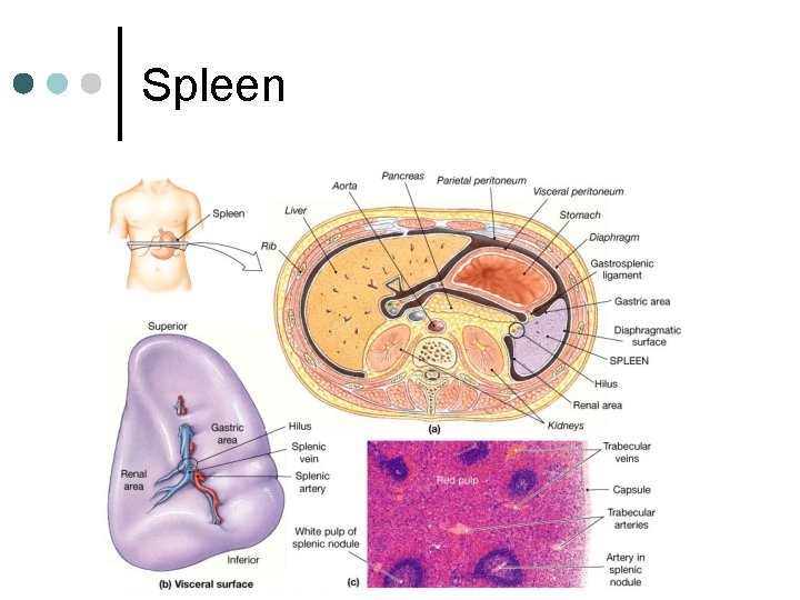 Spleen 