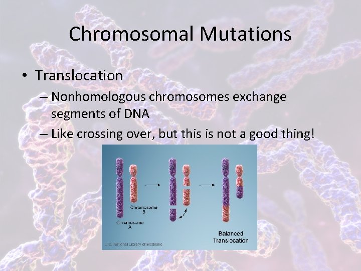 Chromosomal Mutations • Translocation – Nonhomologous chromosomes exchange segments of DNA – Like crossing