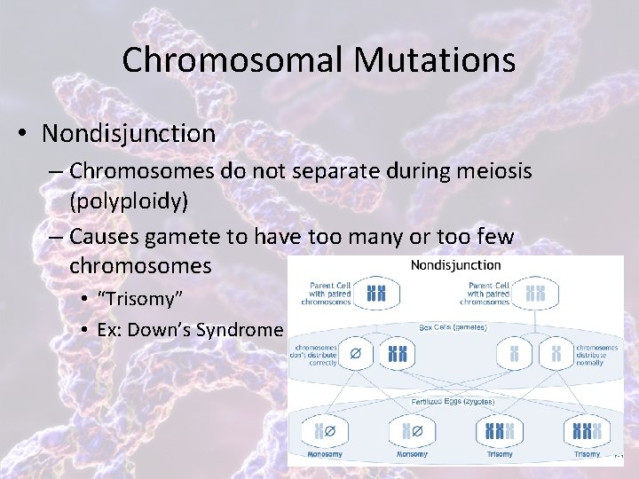 Chromosomal Mutations • Nondisjunction – Chromosomes do not separate during meiosis (polyploidy) – Causes