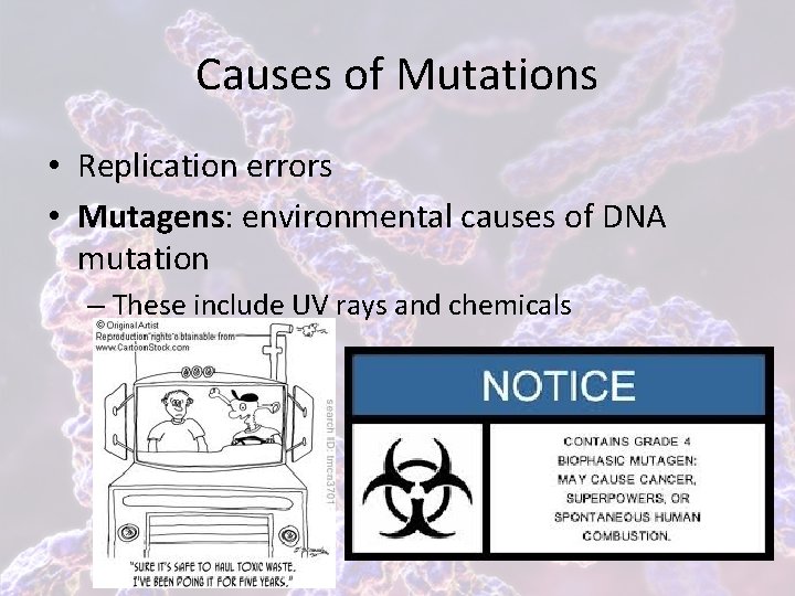 Causes of Mutations • Replication errors • Mutagens: environmental causes of DNA mutation –