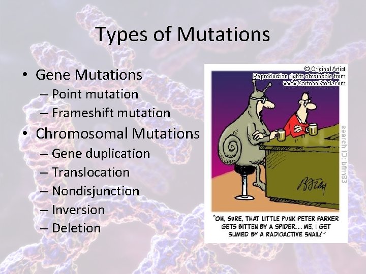 Types of Mutations • Gene Mutations – Point mutation – Frameshift mutation • Chromosomal