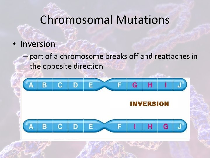 Chromosomal Mutations • Inversion – part of a chromosome breaks off and reattaches in