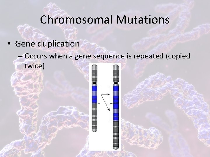 Chromosomal Mutations • Gene duplication – Occurs when a gene sequence is repeated (copied