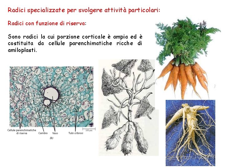 Radici specializzate per svolgere attività particolari: Radici con funzione di riserva: Sono radici la