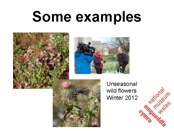 Some examples Unseasonal wild flowers Winter 2012 