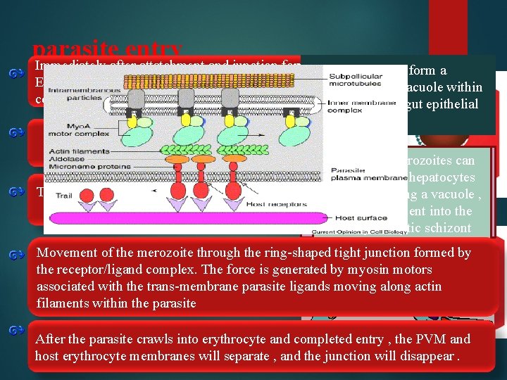 parasite entry Immediately after attatchment and junction formation , Ookinetes do not form a