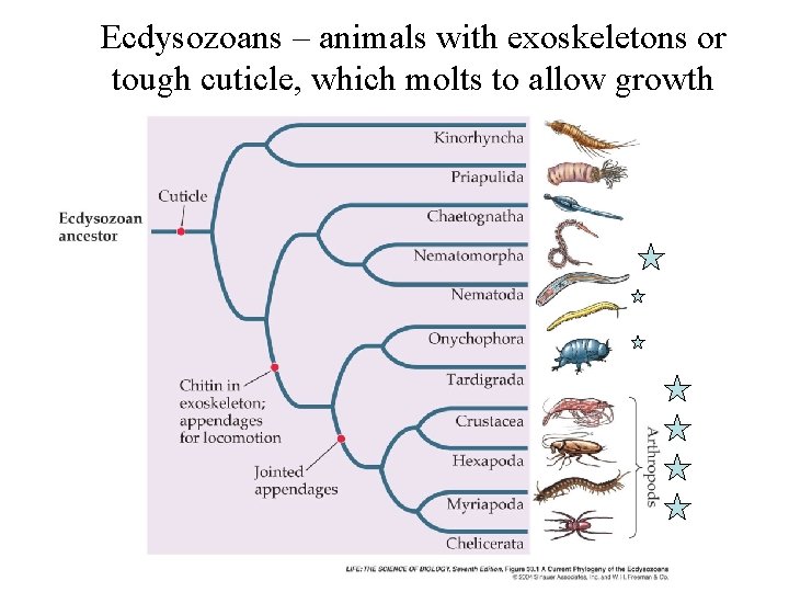 Ecdysozoans – animals with exoskeletons or tough cuticle, which molts to allow growth 