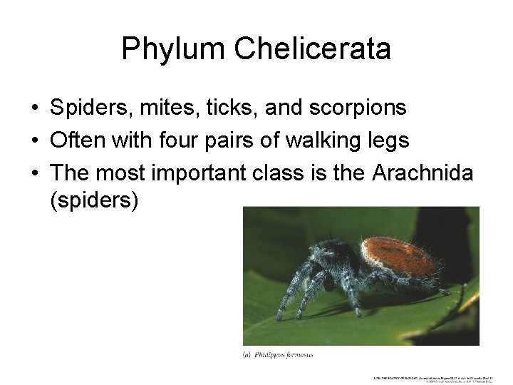 Phylum Chelicerata • Spiders, mites, ticks, and scorpions • Often with four pairs of