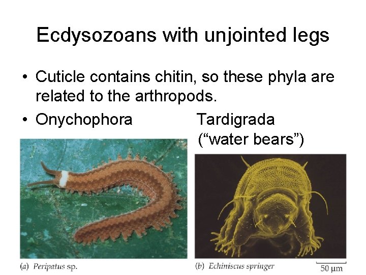 Ecdysozoans with unjointed legs • Cuticle contains chitin, so these phyla are related to