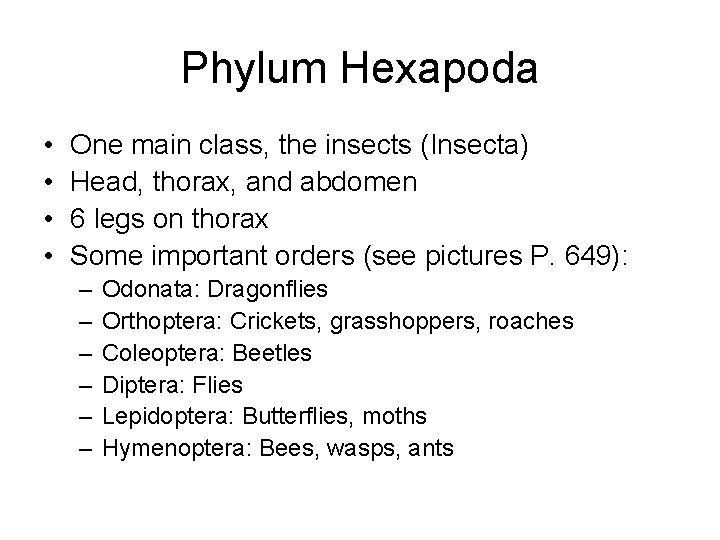 Phylum Hexapoda • • One main class, the insects (Insecta) Head, thorax, and abdomen