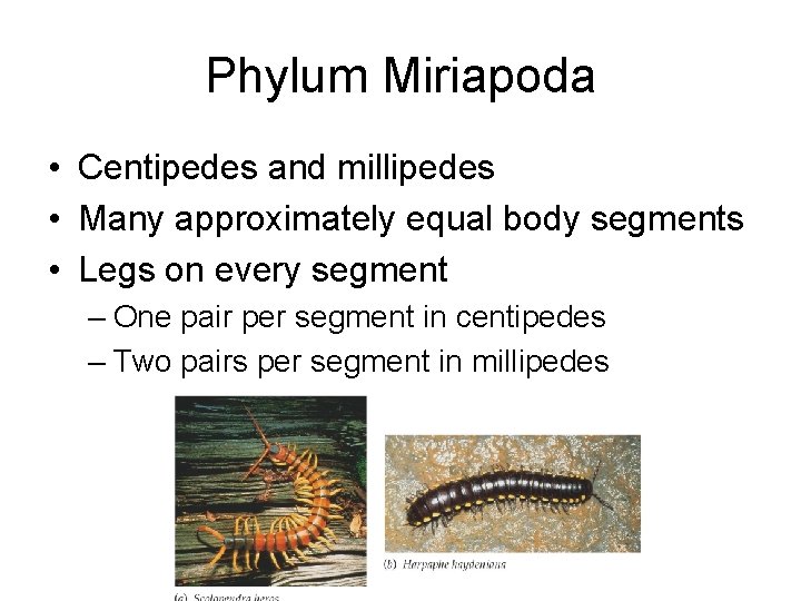 Phylum Miriapoda • Centipedes and millipedes • Many approximately equal body segments • Legs