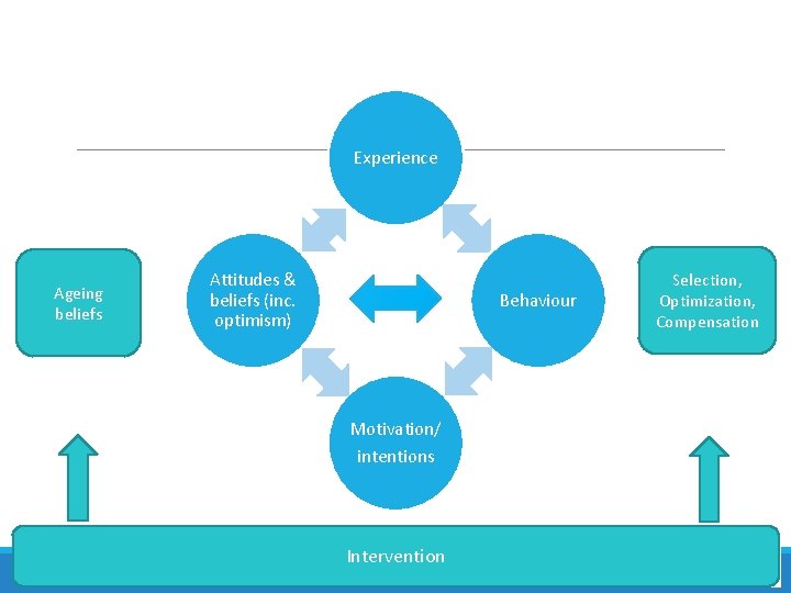 Experience Ageing beliefs Attitudes & beliefs (inc. optimism) Behaviour Motivation/ intentions Intervention Selection, Optimization,