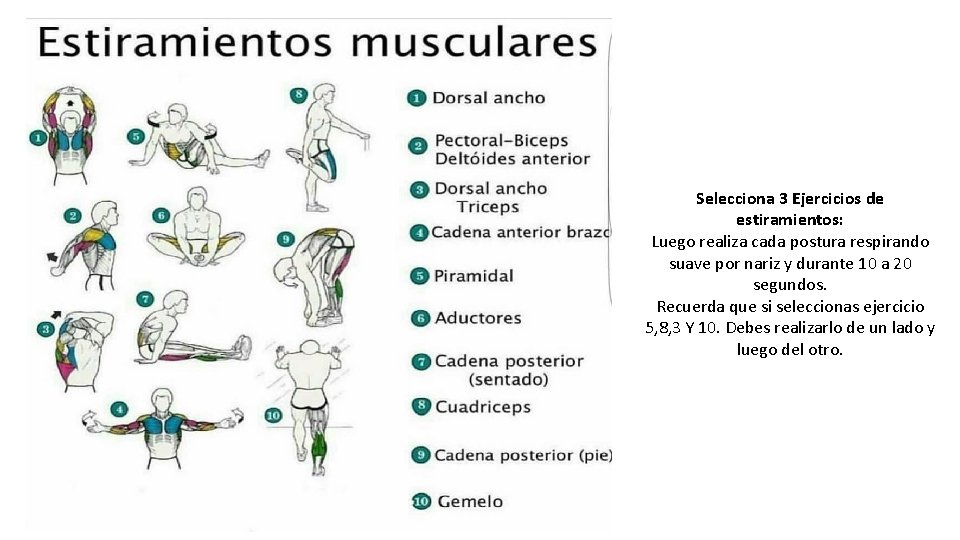 Selecciona 3 Ejercicios de estiramientos: Luego realiza cada postura respirando suave por nariz y