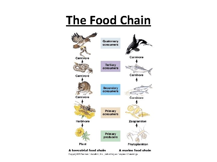 The Food Chain 