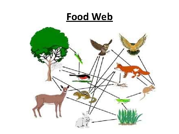 Food Web 