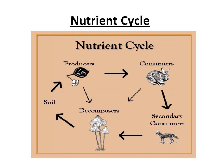 Nutrient Cycle 