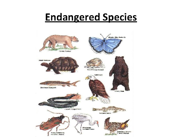 Endangered Species 