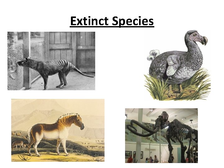 Extinct Species 