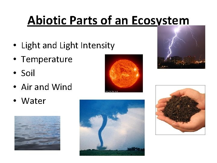 Abiotic Parts of an Ecosystem • • • Light and Light Intensity Temperature Soil