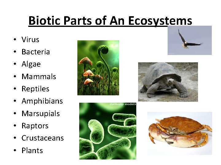 Biotic Parts of An Ecosystems • • • Virus Bacteria Algae Mammals Reptiles Amphibians