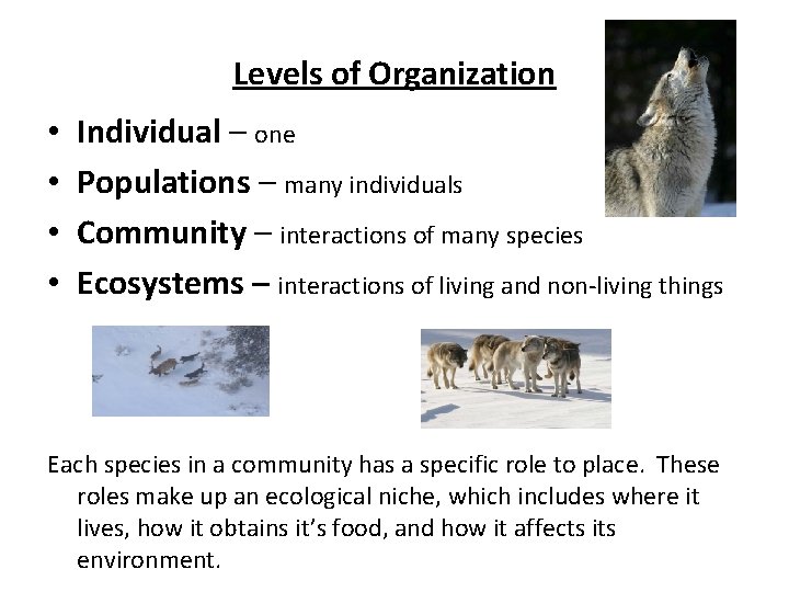 Levels of Organization • • Individual – one Populations – many individuals Community –