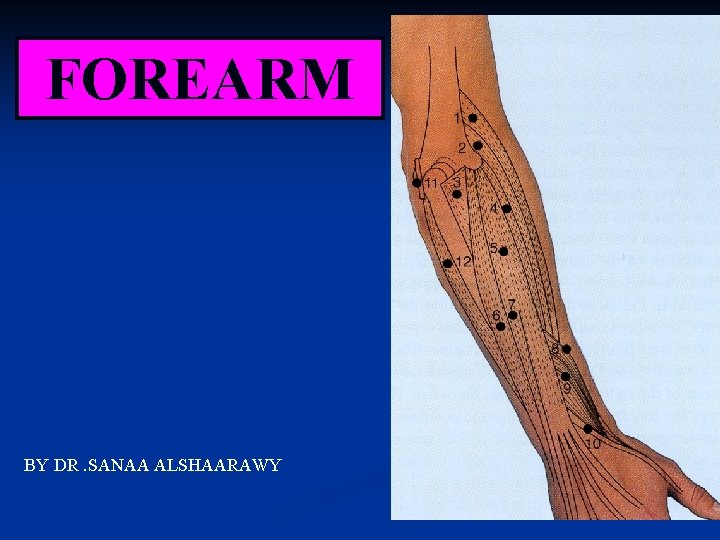 FOREARM BY DR. SANAA ALSHAARAWY 